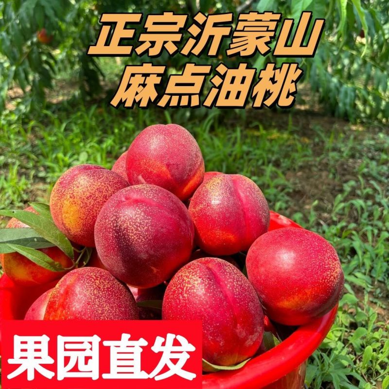 高山油桃，山地油桃
