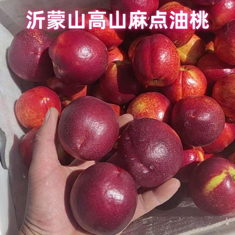 高山油桃，山地油桃