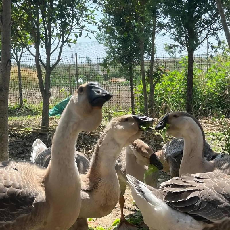 狮头鹅养殖纯种狮头鹅苗巨型狮头鹅鹅苗种蛋