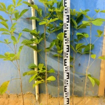 黄花风铃风铃木绿化苗木自家基地直供量大优惠