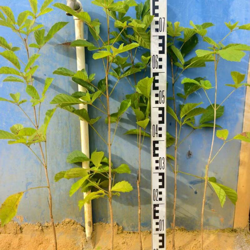 黄花风铃风铃木绿化苗木自家基地直供量大优惠