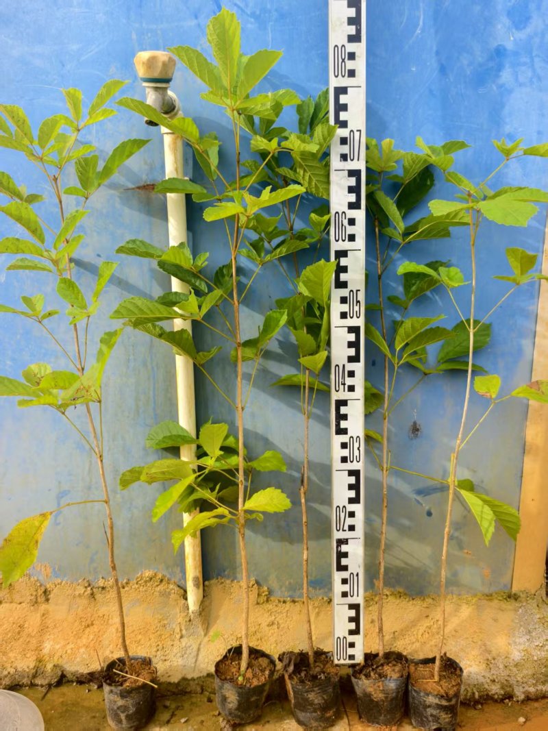 黄花风铃风铃木绿化苗木自家基地直供量大优惠