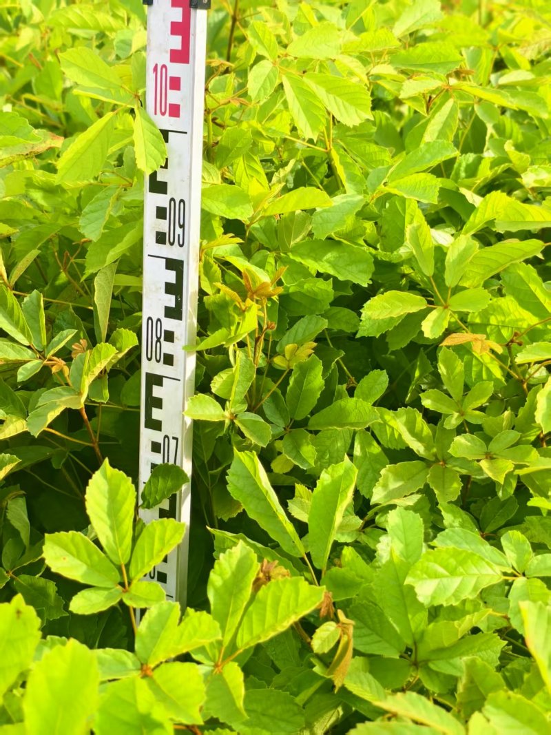 黄花风铃风铃木绿化苗木自家基地直供量大优惠