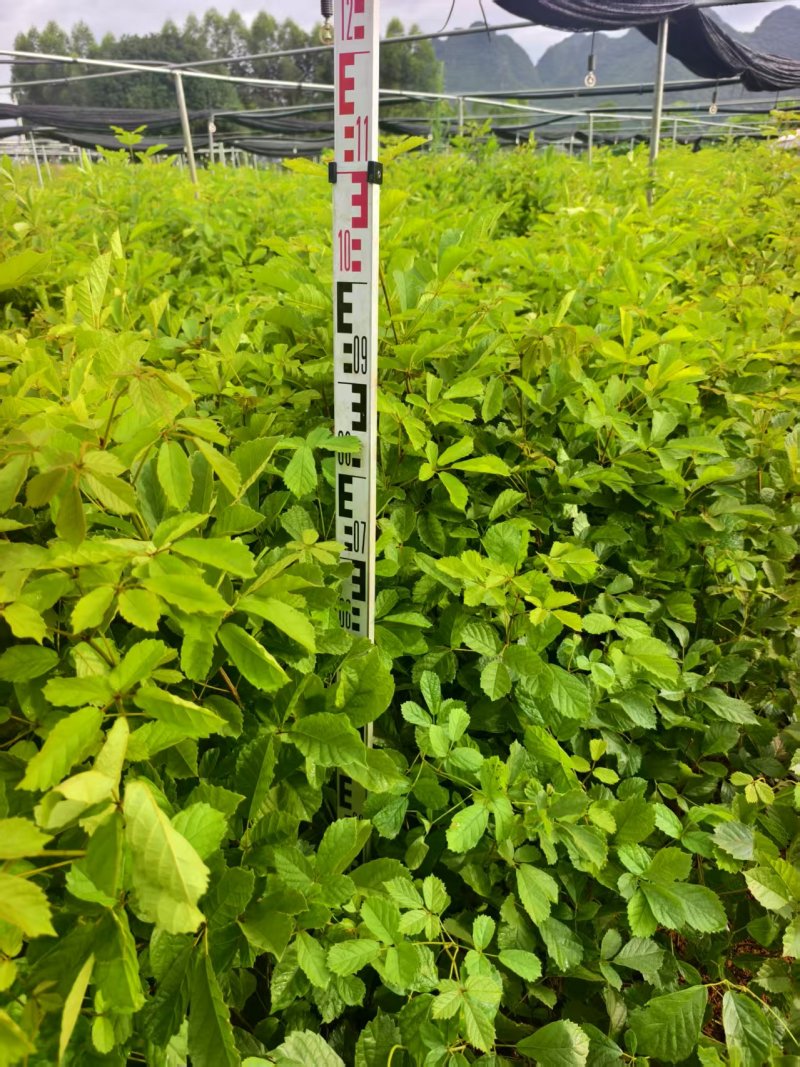 黄花风铃风铃木绿化苗木自家基地直供量大优惠