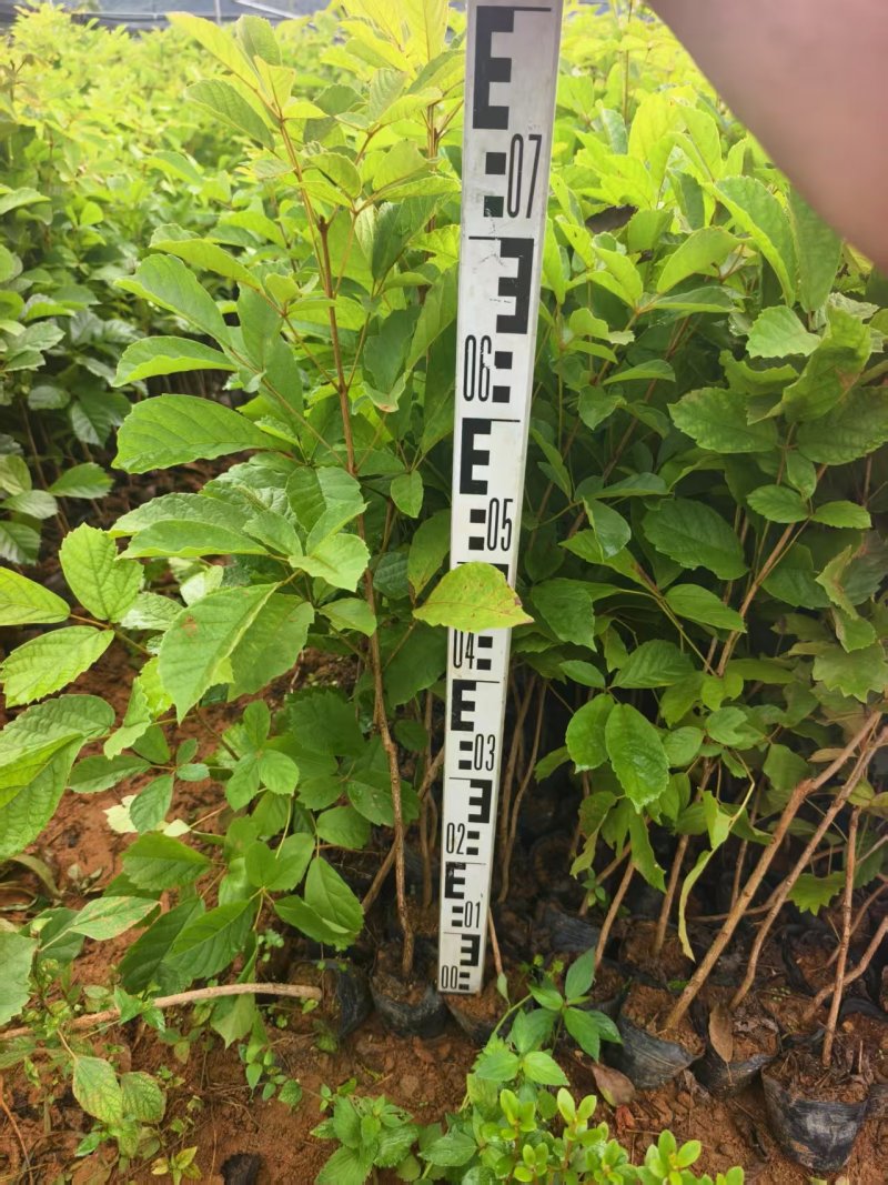 黄花风铃风铃木绿化苗木自家基地直供量大优惠