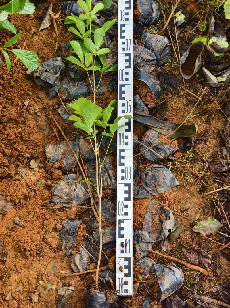 黄花风铃风铃木绿化苗木自家基地直供量大优惠