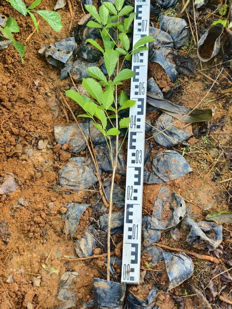 黄花风铃风铃木绿化苗木自家基地直供量大优惠