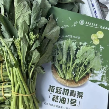 板蓝根青菜