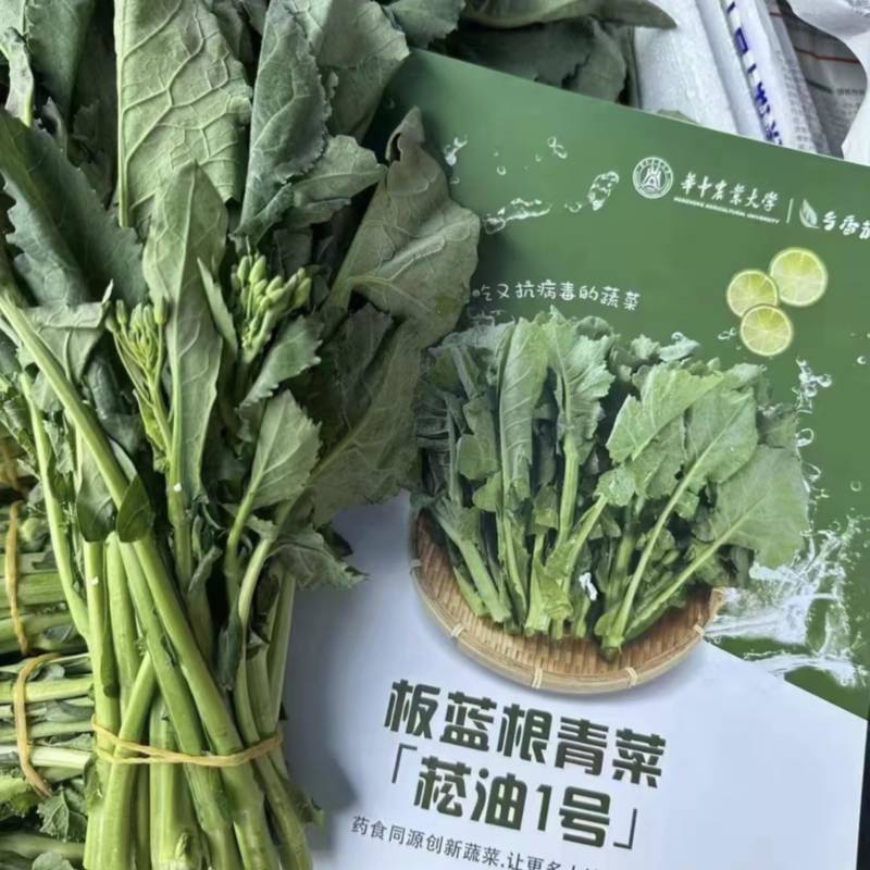 板蓝根青菜