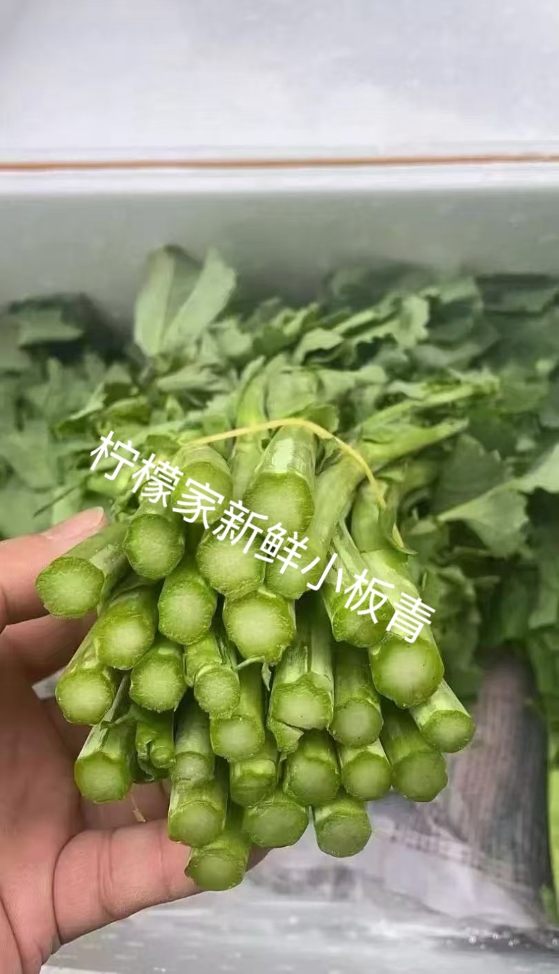 板蓝根青菜