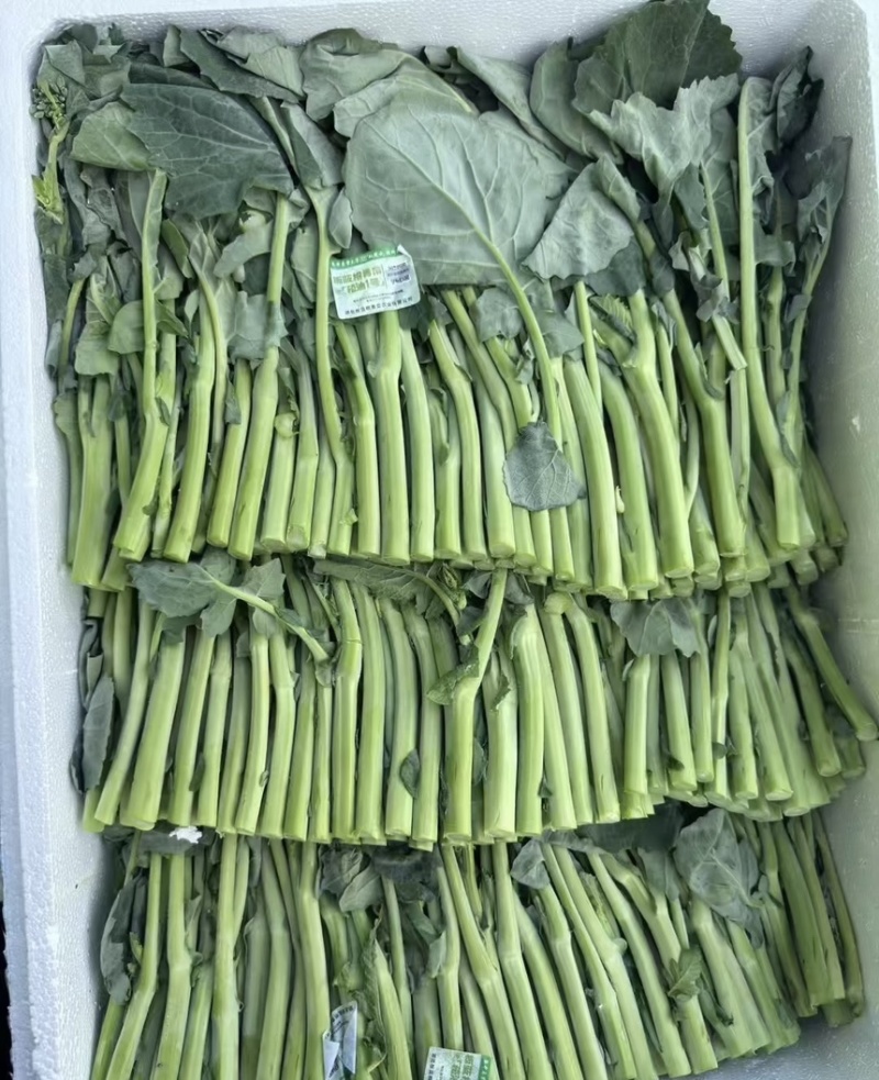 板蓝根青菜