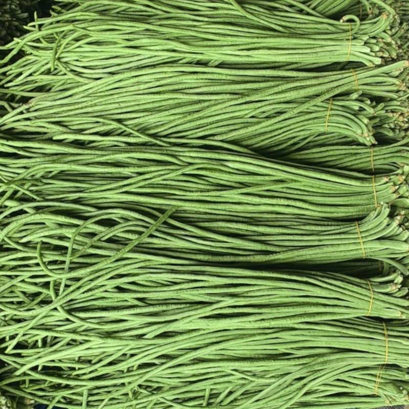 精品豆角大量上市