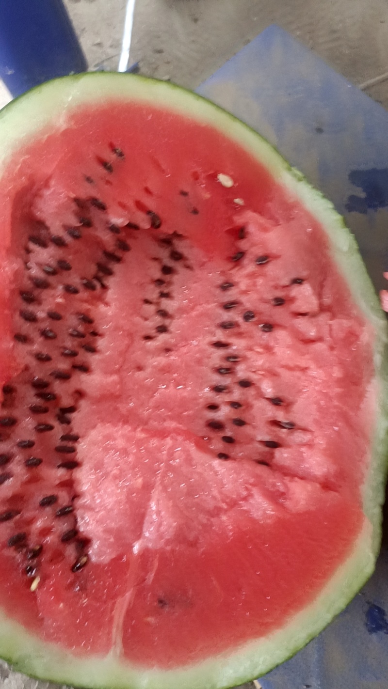 沙土地西瓜