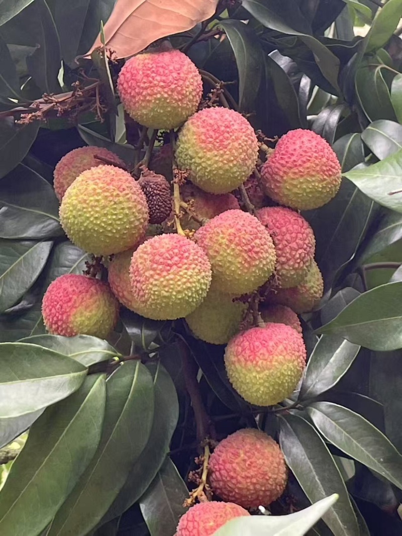 中后期靓货