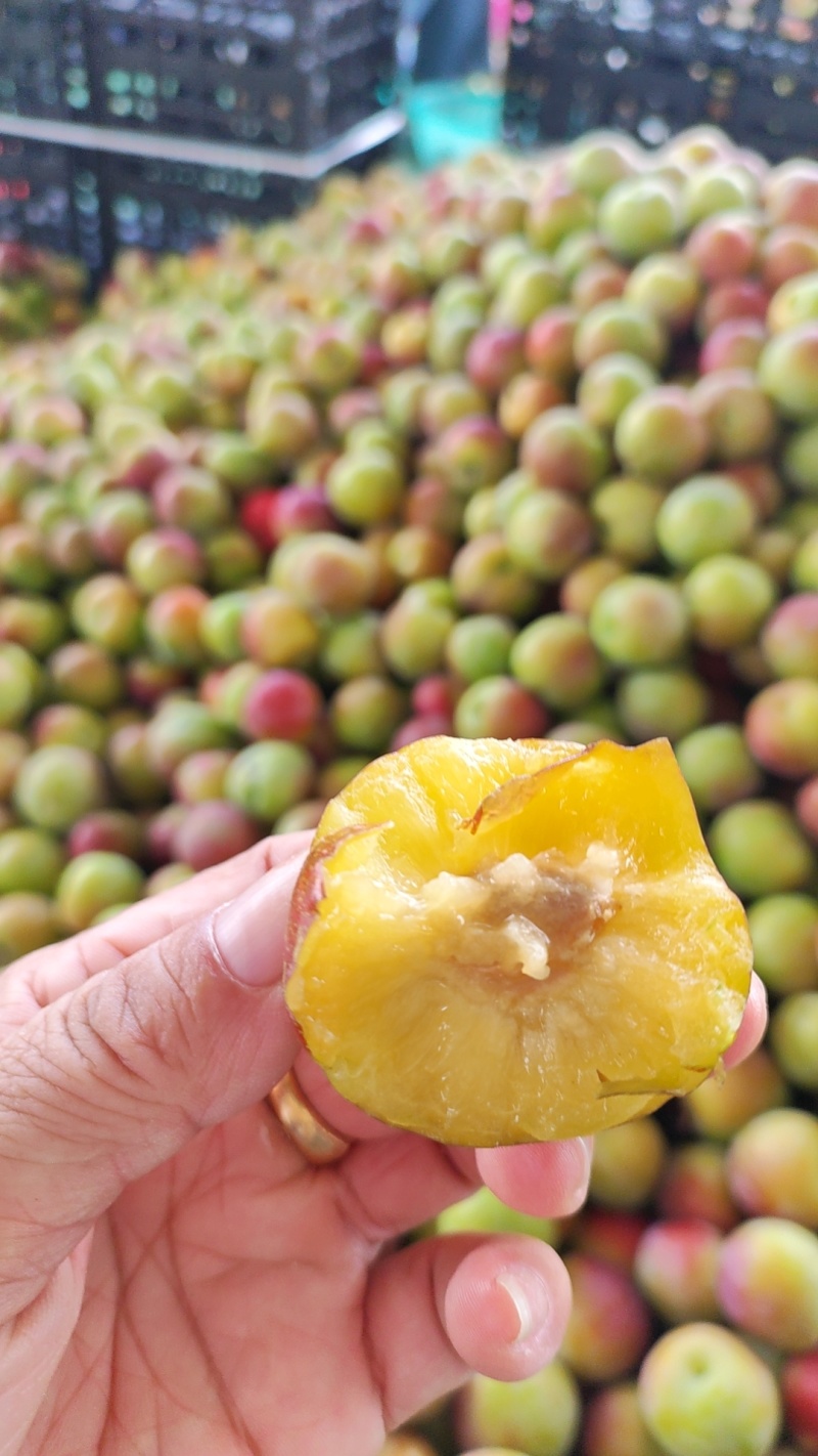 八宝丹李子，大宝石小宝石李子五月催李子大量上市走货进行中