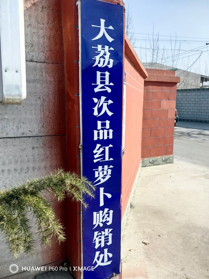 养殖新萝卜上市