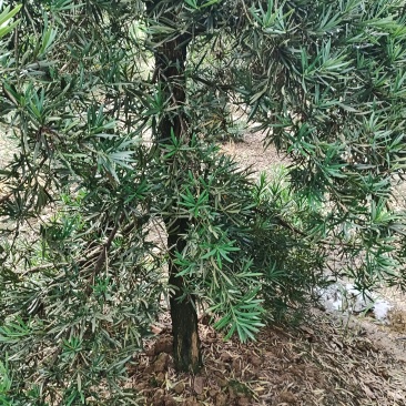 罗汉松
