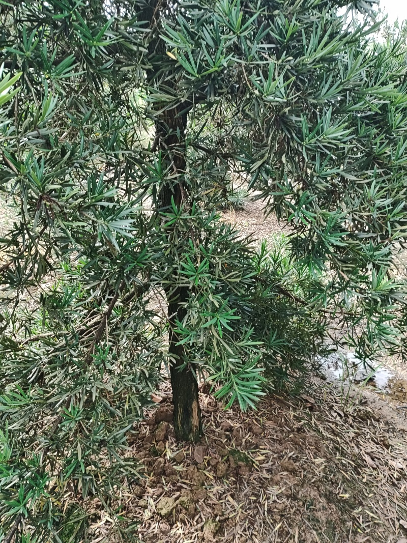 罗汉松