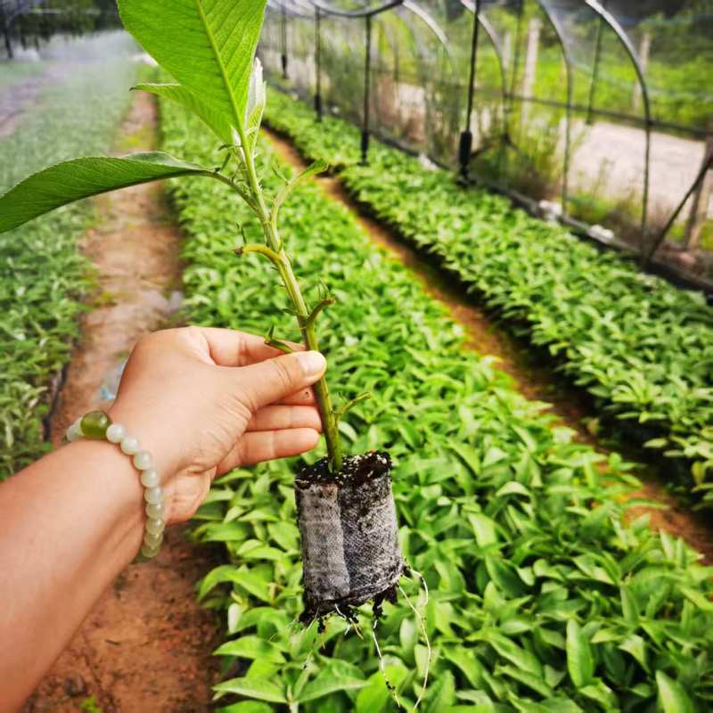 贵州艾纳香苗定制确保质量保证优良品种母苗