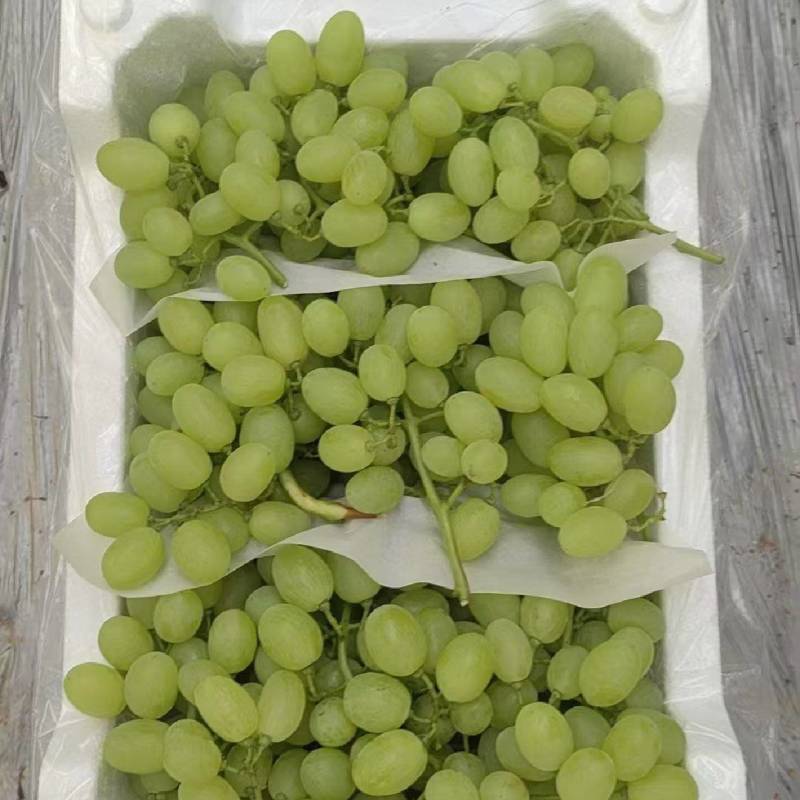 维多利亚大量精品果上市熟度大熟度大保证熟度果面干净