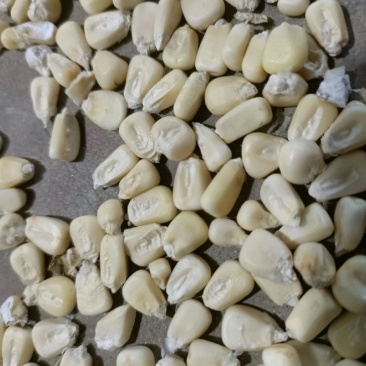 白糯玉米籽