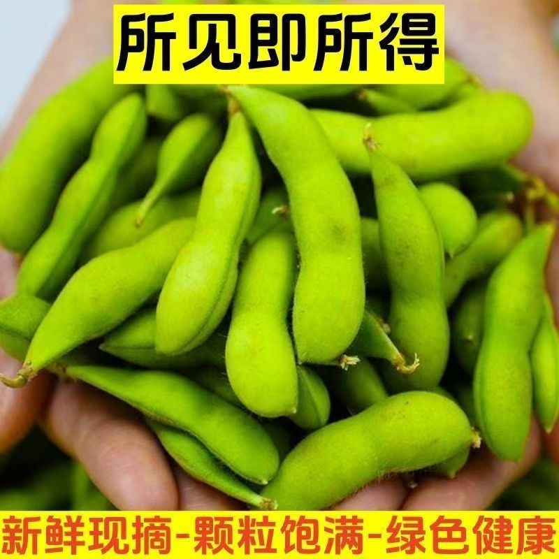 四川优质毛豆