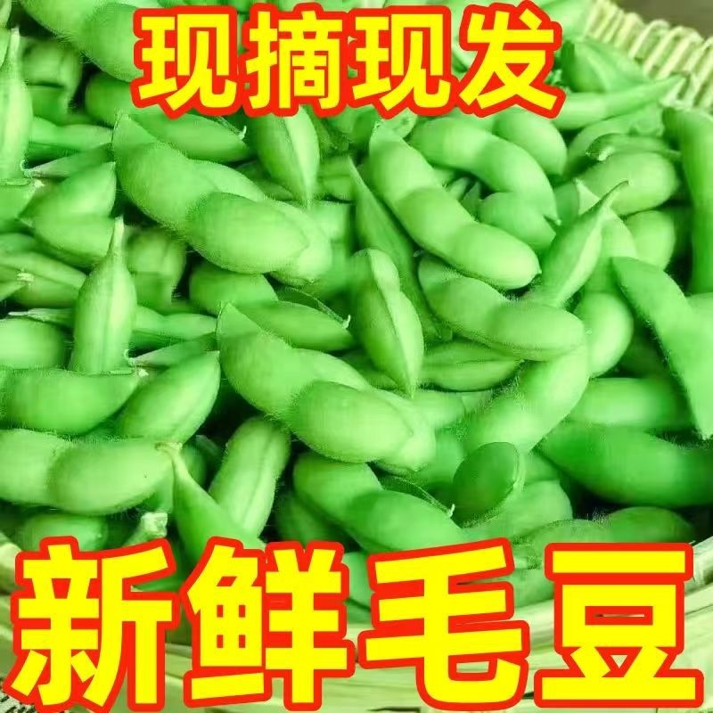 四川优质毛豆
