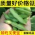 四川优质毛豆
