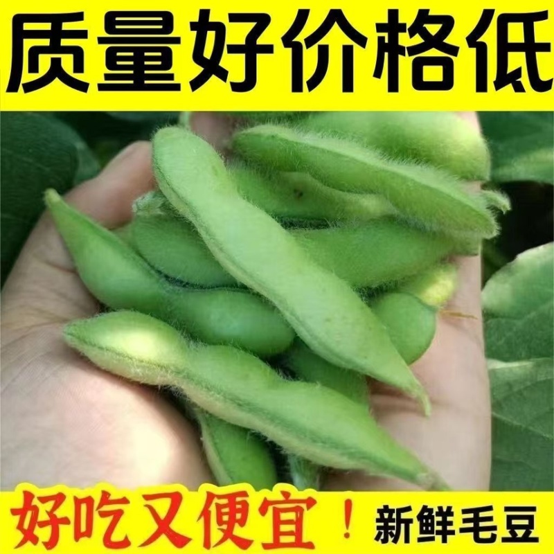 四川优质毛豆
