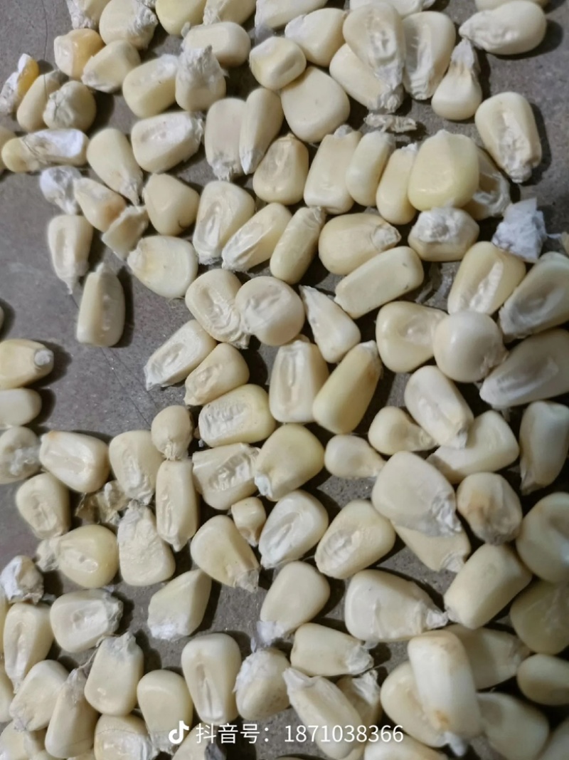 白糯玉米籽