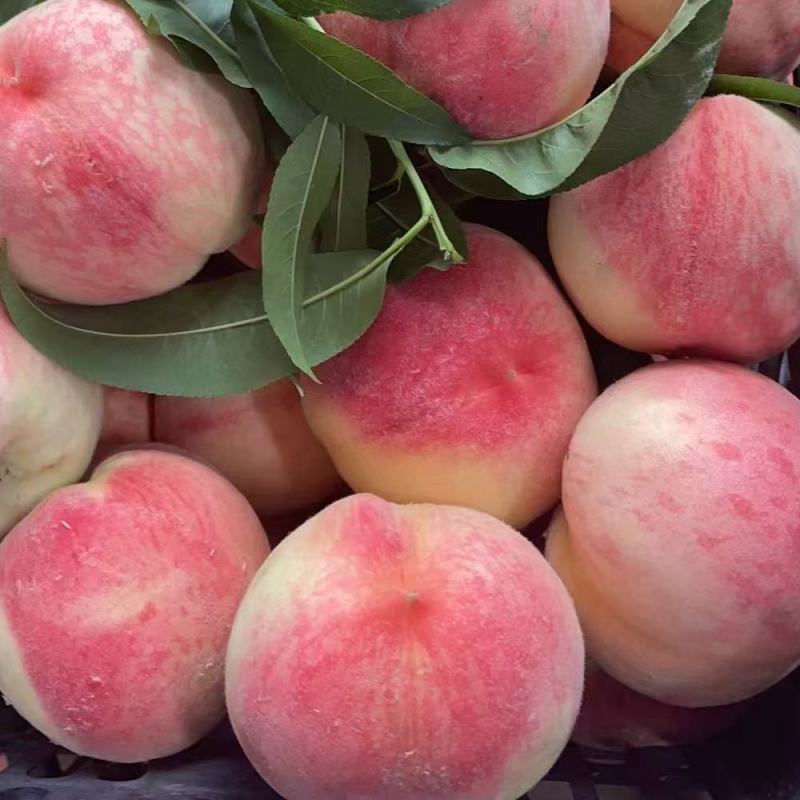 艳红桃九号红桃脆甜桃子个大饱满毛桃油桃蟠桃品种齐全