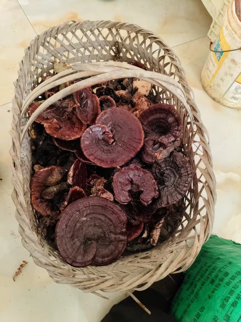 野生亦灵芝