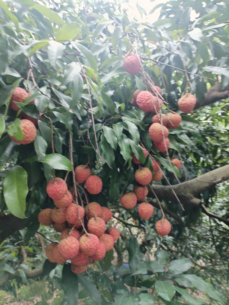 桂味糯米糍