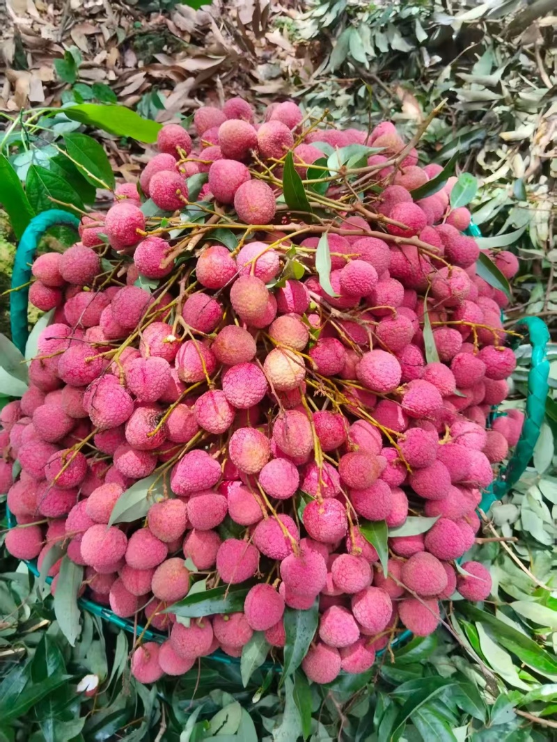 大量供应钦州黑叶荔、糯米糍、桂味、仙进奉