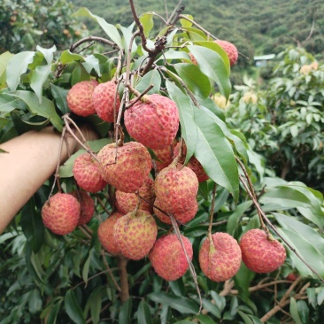 桂味糯米糍