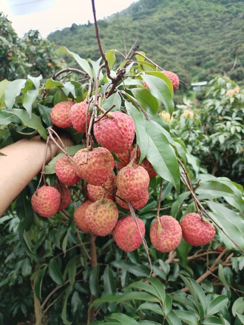 桂味糯米糍