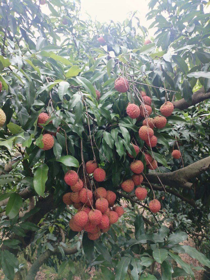 桂味糯米糍