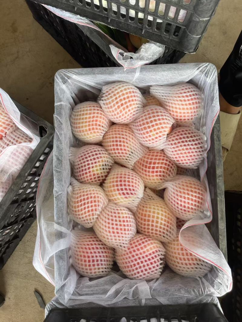 蓬仙系列大红桃水蜜桃蒙阴蜜桃欢迎来电咨询桃子品种