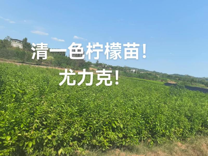 【牛】潼南尤克力柠檬苗，优质柠檬苗，成活率高技术指导