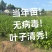 【牛】潼南尤克力柠檬苗，优质柠檬苗，成活率高技术指导