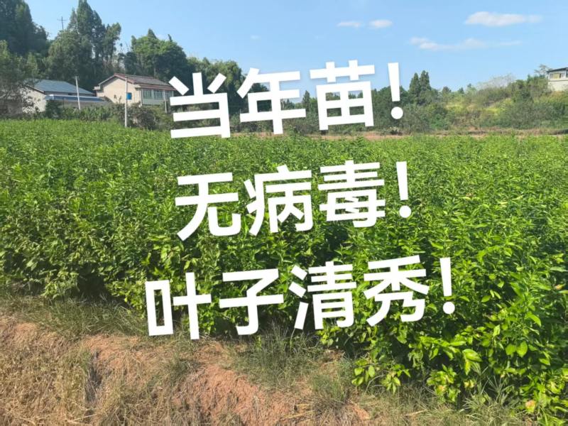 【牛】潼南尤克力柠檬苗，优质柠檬苗，成活率高技术指导