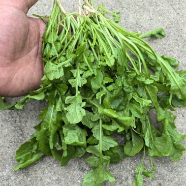 精品花叶荠菜