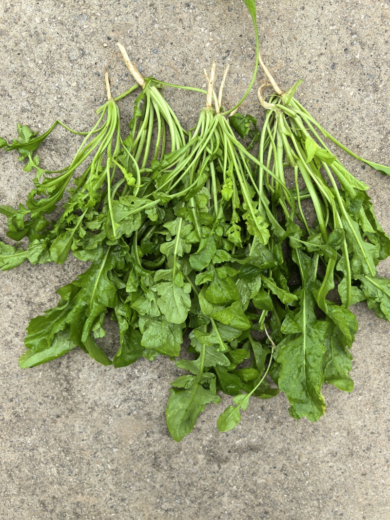精品花叶荠菜
