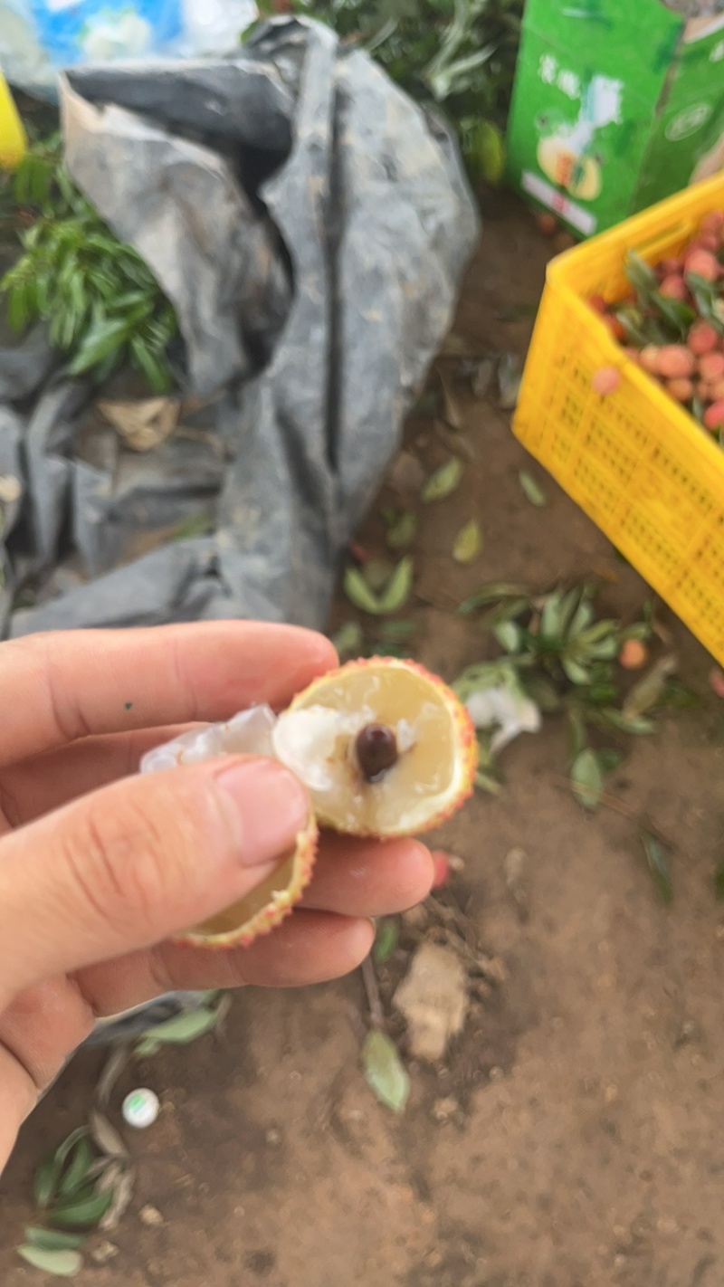 广西平南黄叶小籽荔枝、皮薄肉厚、纯甜无酸、汁水饱满