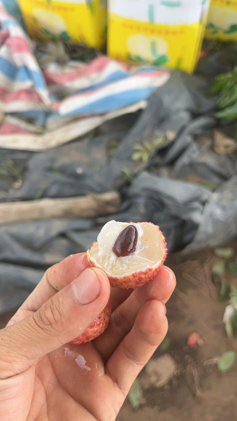 广西平南黄叶小籽荔枝、皮薄肉厚、纯甜无酸、汁水饱满