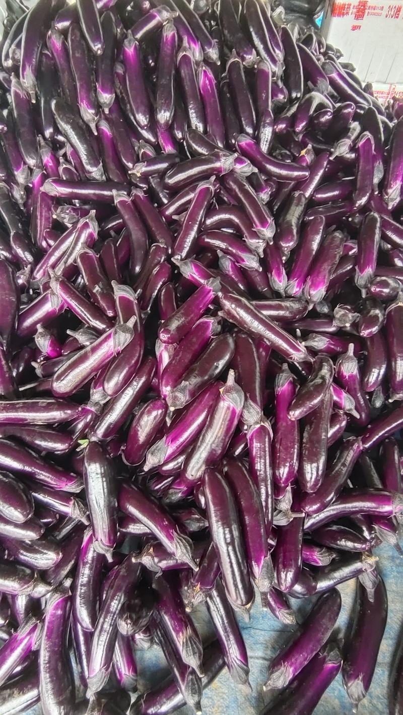 长茄，烧烤茄，长期有货，需要的联系。。