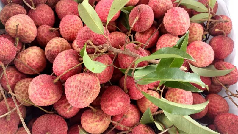 荔枝糯米糍广东东莞正宗岭南荔枝优质品种