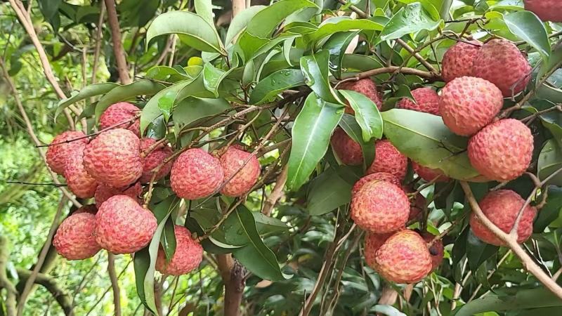 荔枝糯米糍广东东莞正宗岭南荔枝优质品种