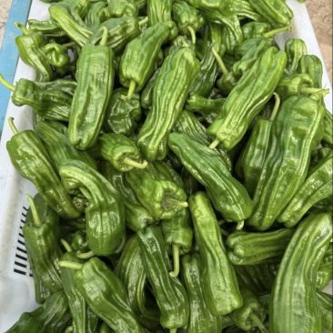 精品高山薄皮椒一手货源产地直销