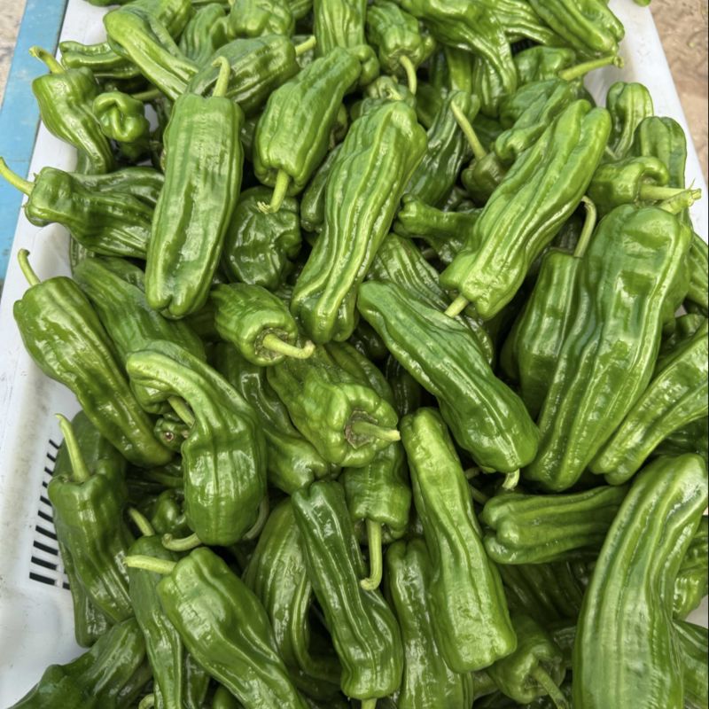 精品高山薄皮椒一手货源产地直销